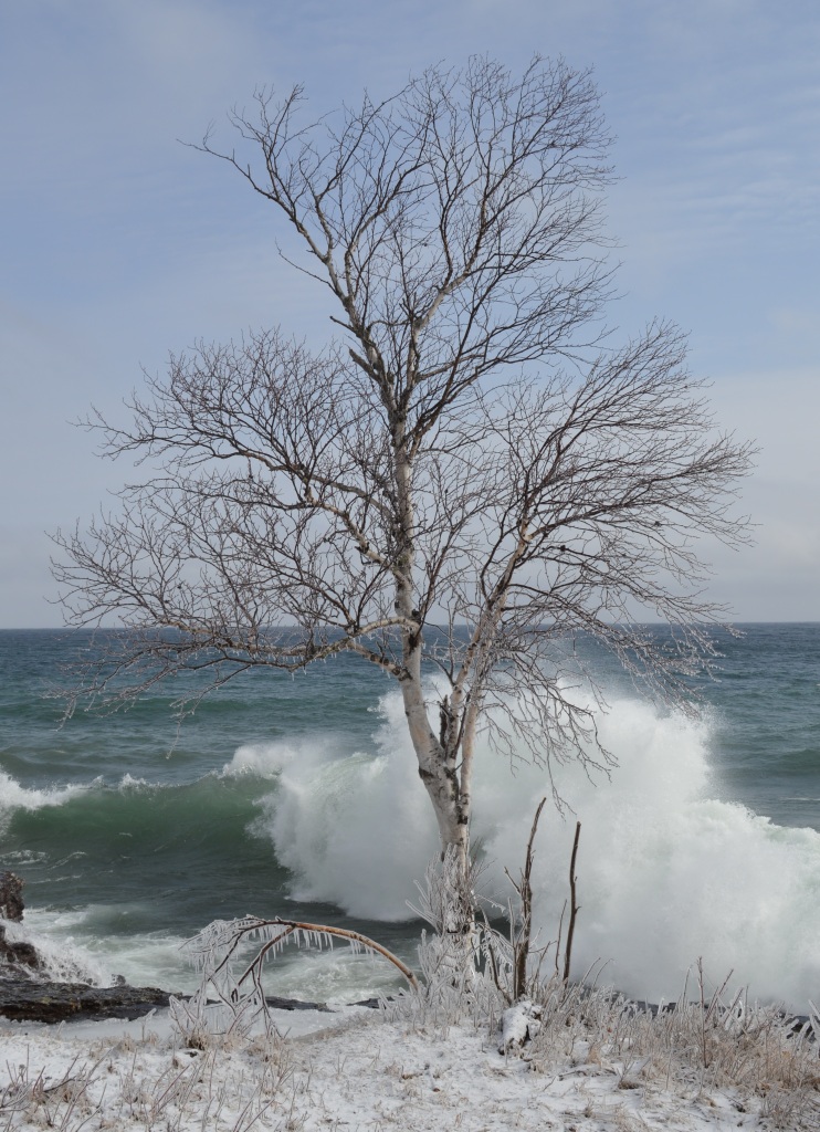 This birch tree is located on a cliff over Lake Superior at the Twin Points public access south of Silver Bay, Minnesota. A huge wave break in the background.